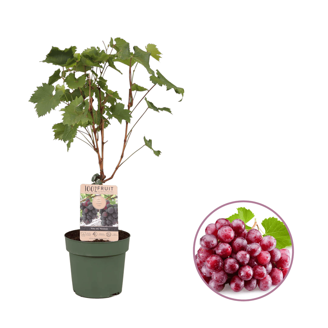 Cadeau de Vigne Personnalisable - Maslives