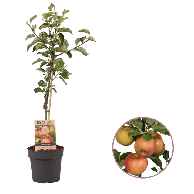 Arbre de Pomme Personnalisable - Ensuès-la-Redonne imprimé avec logo