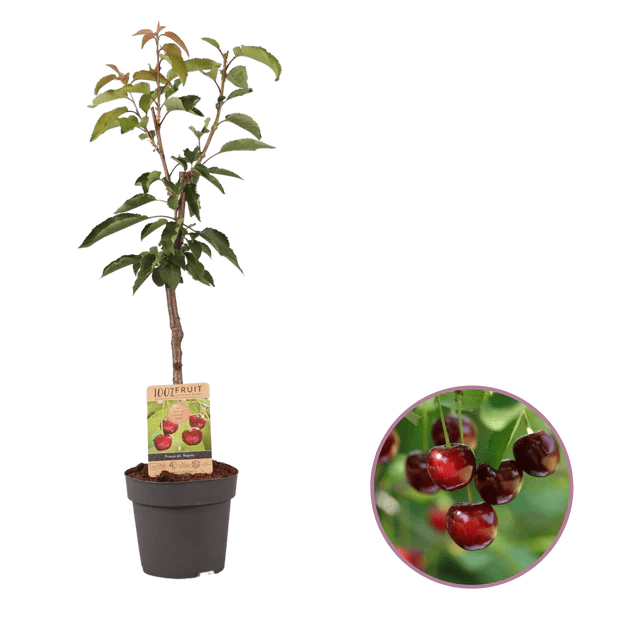 Cerisier en Cadeau - Le Moutaret