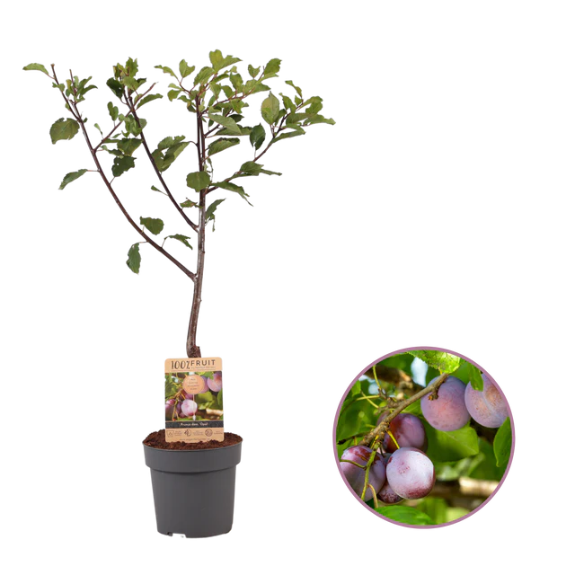 PlukPracht Pruimenboom - Bertem bedrukken met logo