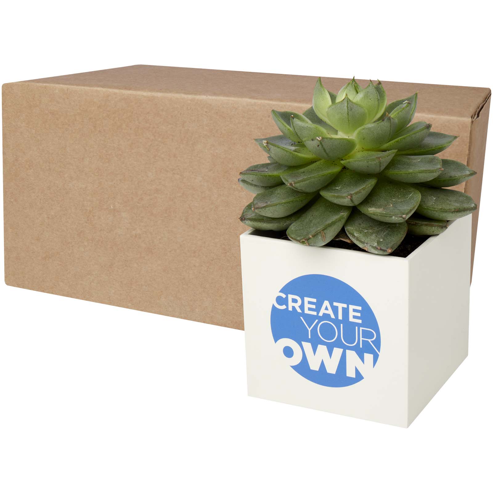 Pot en aluminium avec cactus Hey Pots